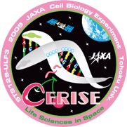 線虫C.elegansを用いた宇宙環境におけるRNAiとタンパク質リン酸化