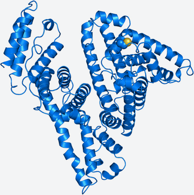 Three-dimensional structure of recombinant ferine serum albumin clarified through X-ray crystal structure analysis (collaboration between Chuo University and JAXA).