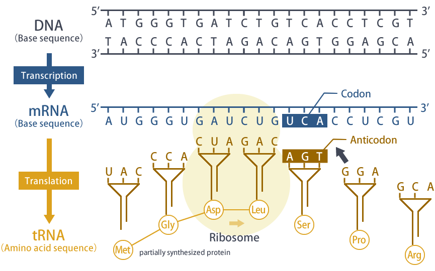 Fig.2 Protein synthesis