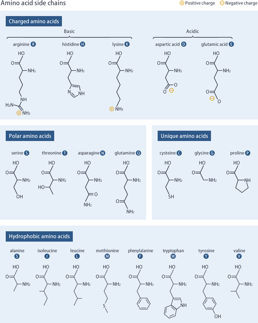 amino acids chart