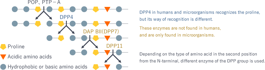 Substrate specificity of the DPP family