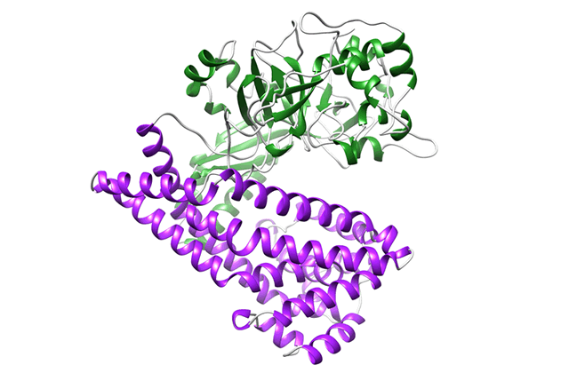 Comparison of the crystal structure of DAP BII(opened form, semi-closed form and closed form)