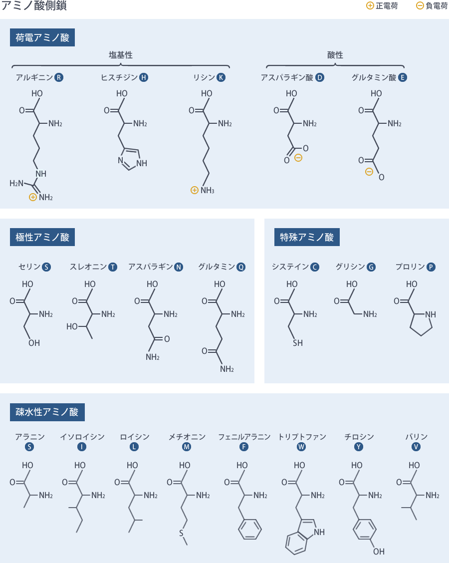 アミノ酸の分類