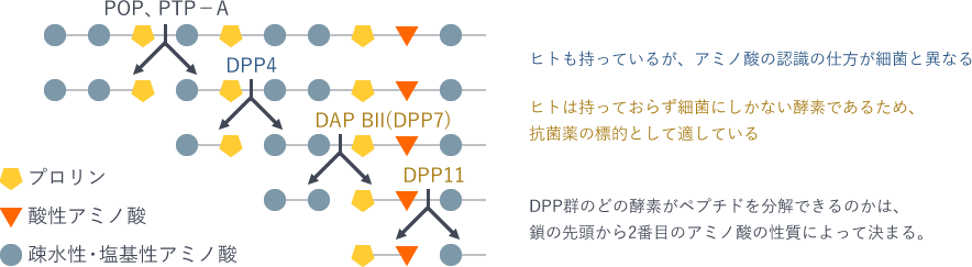 DPP群とその基質特異性
