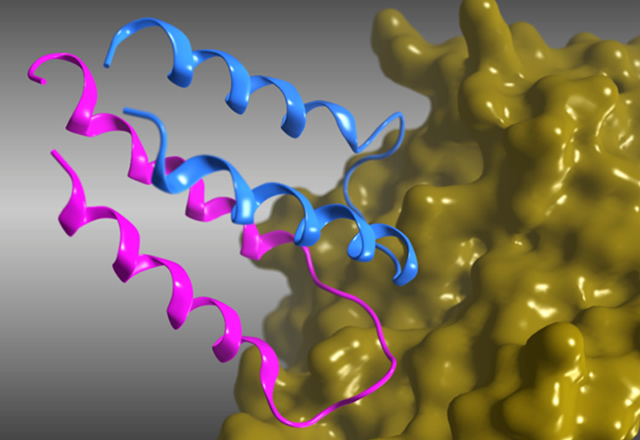 2分子のHLHペプチド (青色、紫色) がVEGF (黄色) とピンポイントに結合している様子