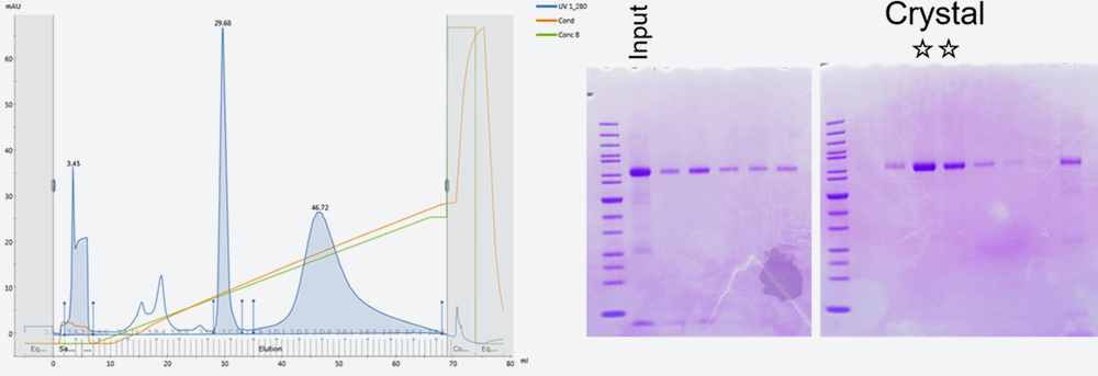 ヒト由来タンパク質の陰イオン交換クロマトグラフィーのクロマトグラム（左）とそのSDS-PAGEの結果